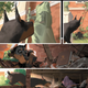 Image for article titled Gotham Academy #15 brings on exciting talent to fill its “Yearbook”